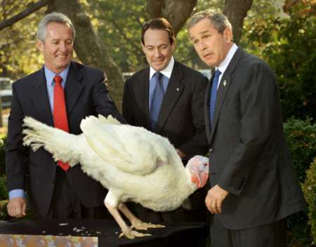 bush-turkey-mad