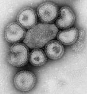 Influenza Virus