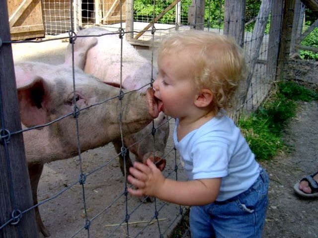 babyKissingPig