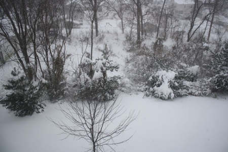 white-death
