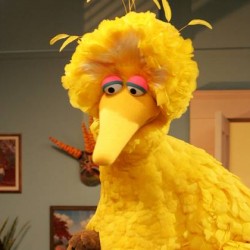 bigbird-4_3_r560