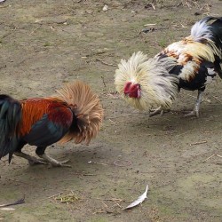 cockfighting